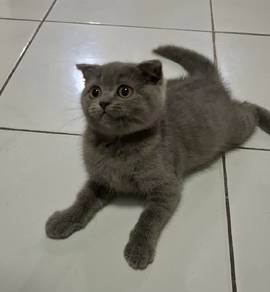 BSH blue x scottish fold kitten