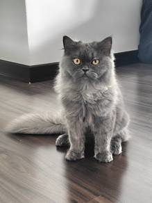 Persian kitten 7 months for adoption
