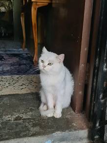 kucing kesayangan nk dijual 