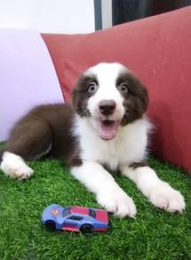 Border collie brown tri color MKA MKA MKA