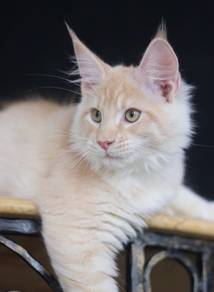 Maine Coon
