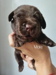 brown labrador retriever 6