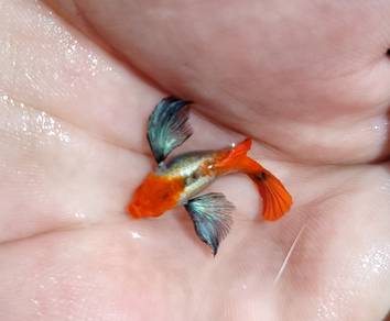 ikan guppy dumbo koi short body