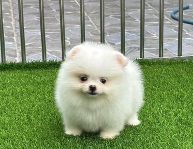 POMERANIAN PUPPIES A217🌻 Fluffy Small ~White