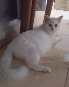 Turkish mix Scotish female 1tahun