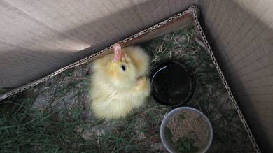 Anak angsa putih White goose