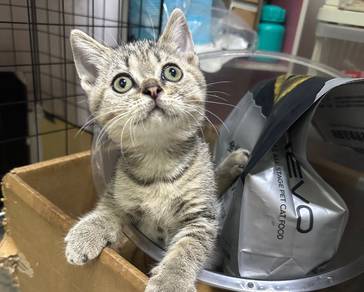 Bsh Tabby