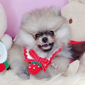 Pomeranian