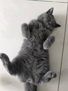 Bsh Purebred 