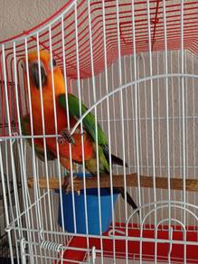 Sun Conure