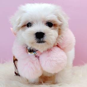Maltese