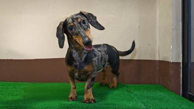 Daschund Silver Dapple female available. 
