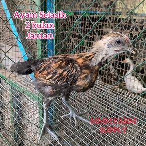 Ayam Selasih Cemani