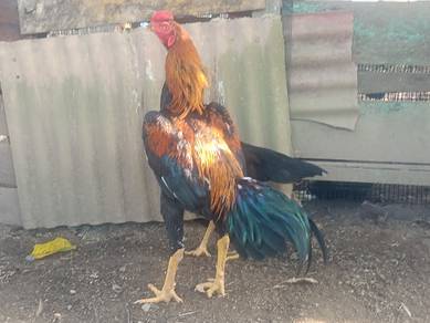 ayam ohsamo kacuk