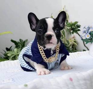 FRENCH BULLDOG PUPPIES 7S77🌻 Available male