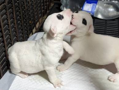 BULL TERRIER PUPPIES BT5 🐻 White Female