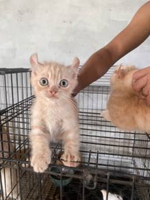 munchkin mix american curle