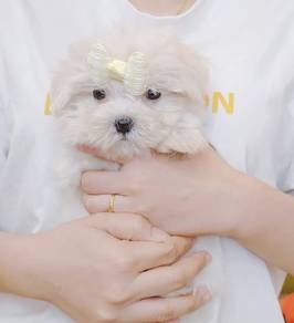 Maltese