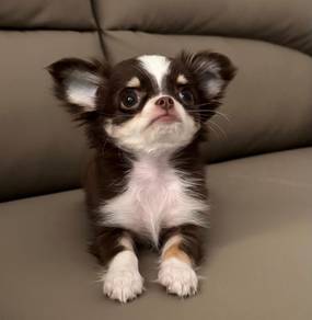 CHIhuahua