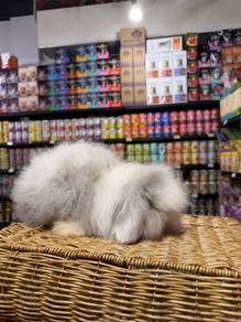 Holland lop mix