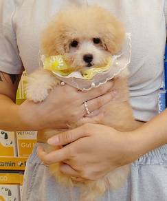 Poodle