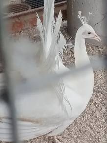 Burung merak putih 