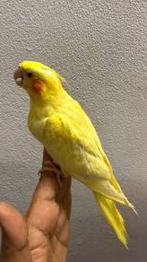 Burung cockatiel anak suap Jinak 