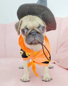 Pug