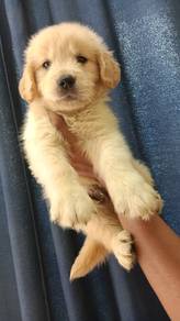 golden retriever 