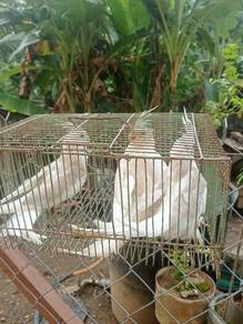 burung