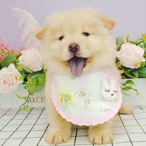 Chow Chow