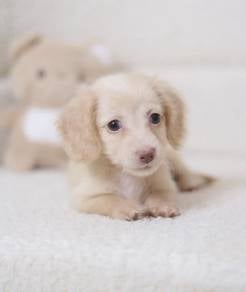 MINIATURE DACHSHUND Puppies VIP69🐻 Male~Female
