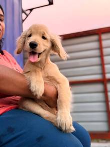 Golden Retriever Puppy