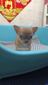 Smooth Coat Chihuahua / Chiwawa