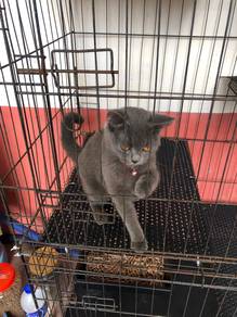 Kucing Bsh