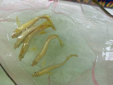 arowana golden crossback 5 inch -wholesale price
