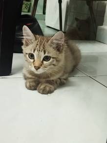Maine Coon mix 