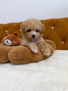 Maltipoo
