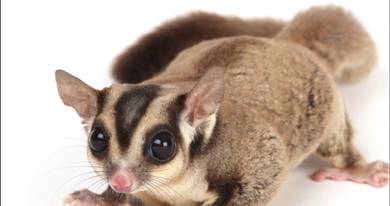 sugar glider