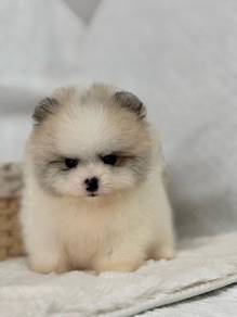 QW9122 Tiny Pomeranian puppies dogs