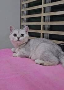 BSH British Shorthair quality kitten