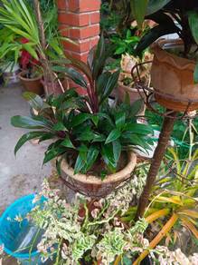 Pokok Jenjuang (Cordyline fruticosa)