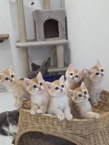 BSH NY12 GOLDEN British Shorthair
