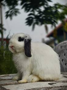 Arnab Holland Lop jantan