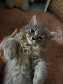 [WTS] Re Home Cat