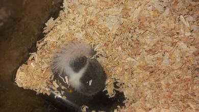 dormouse baby 