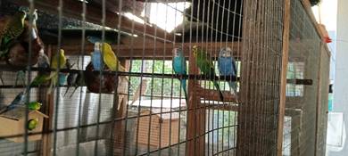 [BEST BUY] Lovebird 