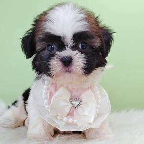 Shih Tzu