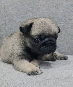 PUG PUPPIES 658 🌻 REHOME Boy~