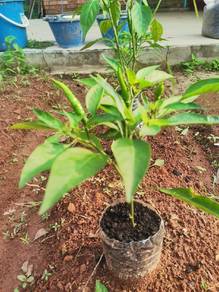 anak pokok murah
